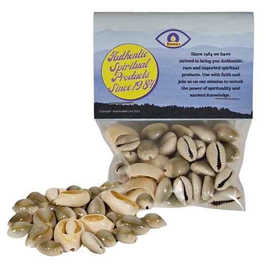 Cowrie Shells 100% Natural 1 oz Bag